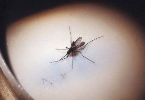 Estados e municípios estão em alerta após casos da febre chikungunya dentro do Brasil