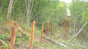Centenas de aroeiras vermelhas foram derrubadas para se fazer  mourões de cercas