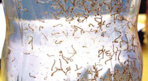 Larvas-do-mosquito-da-dengue-19-11-05-cor-615x340