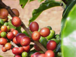 O café é o principal produto de exportações do agronegócio mineiro