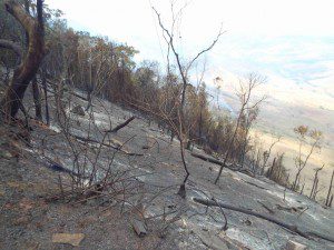 Incêndio no último sábado (10) consumiu 155 hectares da mata (foto: Van Gogh) 