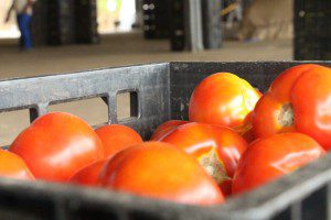 Apesar de clima desfavorável para a produção de tomates, preço não foi alterado, conforme afirma o Ceasa