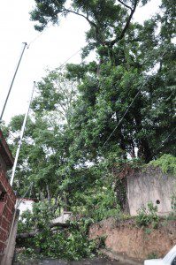 Moradores temem, pois outras árvores correm o risco de cair