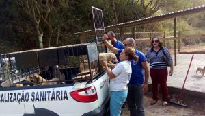 Cães foram transportados em veículo da Fiscalização Sanitária