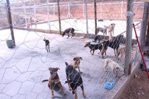 Canil está funcionando no Parque de Exposições