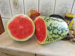 Fruta é ideal para os dias de calor