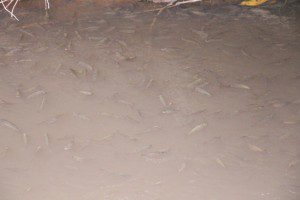 Centenas de peixes em busca de oxigênio