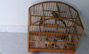 Pássaro encontrado na casa do suspeito