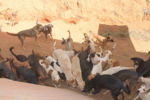 150 cães foram levados para o Centro de Zoonoses