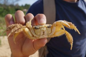 Alunos puderam conhecer e estudar toda a biodiversidade da região litorânea